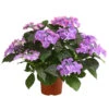 Hortensie - Hydrangea Macrophylla 'Tiffany' -Pflanzenbedarf Geschäft 8236648 PR FS 001 TiffanyHerzig