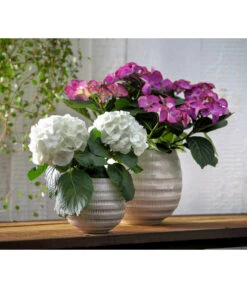 Hortensie - Hydrangea Macrophylla 'Tiffany' -Pflanzenbedarf Geschäft 8236648 WE MO 013 8233744 HydrangeamacrophyllaHortensieTiffanyHortensieMidi