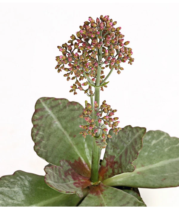 Kalanchoe - Kalanchoe Humilis 'Desert Surprise' 4 Kalanchoe - Kalanchoe Humilis 'Desert Surprise' – Bild 2