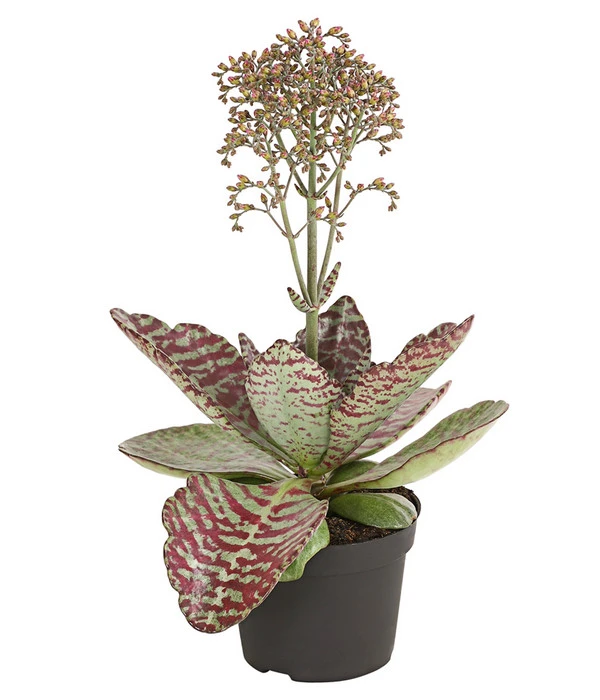 Kalanchoe - Kalanchoe Humilis 'Desert Surprise' 3 Kalanchoe - Kalanchoe Humilis 'Desert Surprise'