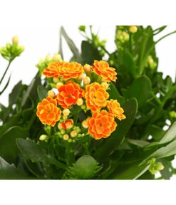 Flammendes Käthchen - Kalanchoe Blossfeldiana, Gefüllt -Pflanzenbedarf Geschäft 8240541 WE DE 001 FlammendesKaethchenKalanchoeOrangeGefuelltT13OWDehnerExpressHerzig