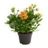 Flammendes Käthchen - Kalanchoe Blossfeldiana, Gefüllt -Pflanzenbedarf Geschäft 8240541 WE FS 001 FlammendesKaethchenKalanchoeOrangeGefuelltT13OWDehnerExpressHerzig