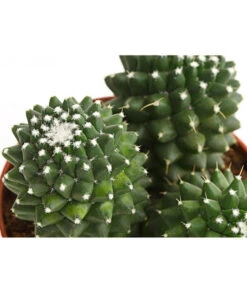 Warzenkaktus - Mammilaria, Verschiedene Sorten -Pflanzenbedarf Geschäft 8242190 PR DE 001 MammillariaT10 5DehnerExpressHerzig