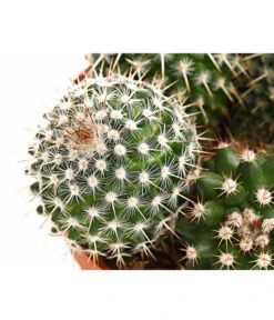 Warzenkaktus - Mammilaria, Verschiedene Sorten -Pflanzenbedarf Geschäft 8242190 PR DE 002 MammillariaT10 5DehnerExpressHerzig