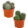 Warzenkaktus - Mammilaria, Verschiedene Sorten -Pflanzenbedarf Geschäft 8242190 PR FS 001 MammillariaMixT10 5