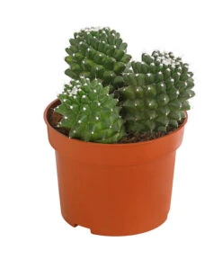 Warzenkaktus - Mammilaria, Verschiedene Sorten -Pflanzenbedarf Geschäft 8242190 PR FS 001 MammillariaT10 5DehnerExpressHerzig