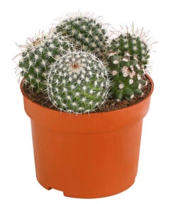 Warzenkaktus - Mammilaria, Verschiedene Sorten -Pflanzenbedarf Geschäft 8242190 PR FS 002 MammillariaT10 5DehnerExpressHerzig