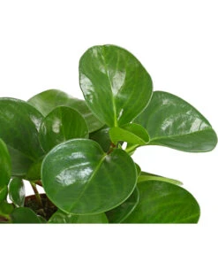 Peperomie - Peperomia Obtusifolia -Pflanzenbedarf Geschäft 8243040 PR DE 001 PeperomiaObtusifoliaT12DehnerExpressHerzig