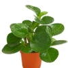 Peperomie - Peperomia Obtusifolia -Pflanzenbedarf Geschäft 8243040 PR FS 001 PeperomiaObtusifoliaT12DehnerExpressHerzig