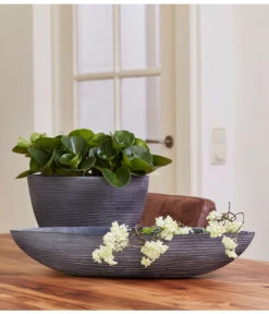 Peperomie - Peperomia Obtusifolia -Pflanzenbedarf Geschäft 8243040 PR MO 001 PeperomiaObtusifoliaGPS