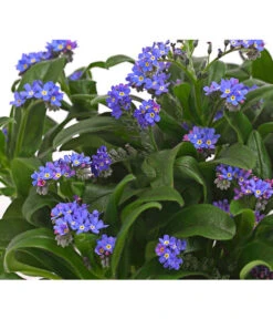 Vergissmeinnicht -Pflanzenbedarf Geschäft 8244501 PR DE 001 MyosotisSylvaticaVergissmeinnichtT11DehnerHerzig