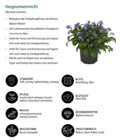 Vergissmeinnicht -Pflanzenbedarf Geschäft 8244501 WE IG 001 Vergissmeinnicht