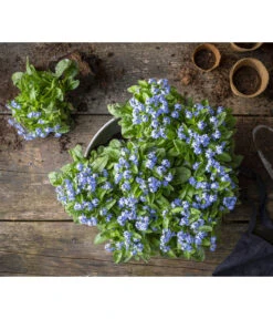 Vergissmeinnicht -Pflanzenbedarf Geschäft 8244501 WE MO 001 MyosotisSylvaticaVergissmeinnichtT11blauGC2021