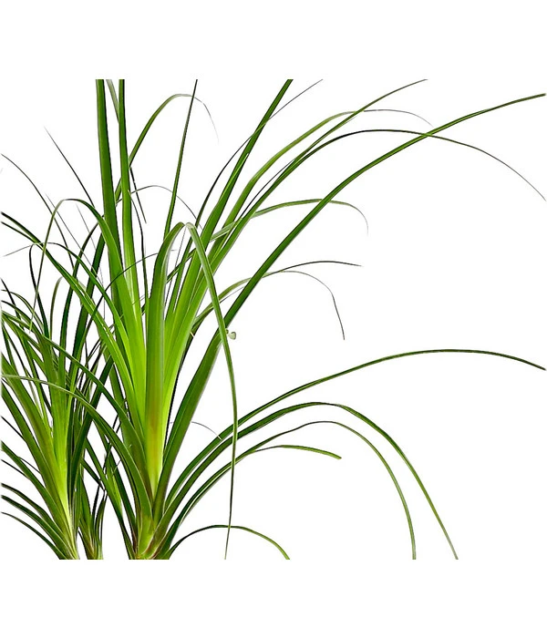 Elefantenfuß - Beaucarnea Recurvata 4 Elefantenfuß - Beaucarnea Recurvata – Bild 2