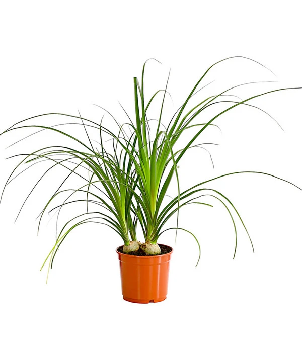 Elefantenfuß - Beaucarnea Recurvata 3 Elefantenfuß - Beaucarnea Recurvata