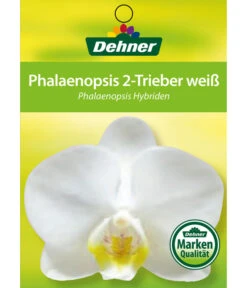 Schmetterlingsorchidee - Phalaenopsis Cultivars -Pflanzenbedarf Geschäft 8251498 2Trieber 07032016 1