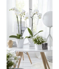 Schmetterlingsorchidee - Phalaenopsis Cultivars -Pflanzenbedarf Geschäft 8251498 8203242 8211450 WE MO 009 SchmetterlingsorchideeUmbrella