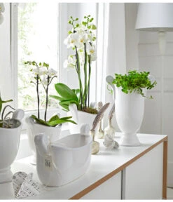 Schmetterlingsorchidee - Phalaenopsis Cultivars -Pflanzenbedarf Geschäft 8251498 8284135 PR MO 002 SchmetterlingsorchideePhalaenopsis2TrieberWeissUveSauer