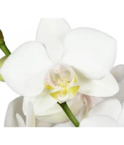 Schmetterlingsorchidee - Phalaenopsis Cultivars -Pflanzenbedarf Geschäft 8251498 BildD 001 SchmetterlingsorchideePhalaenopsis2TrWeiss