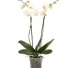 Schmetterlingsorchidee - Phalaenopsis Cultivars -Pflanzenbedarf Geschäft 8251498 WE FS 001 SchmetterlingsorchideePhalaenopsis2TrWeissHerzig