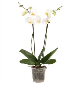 Schmetterlingsorchidee - Phalaenopsis Cultivars