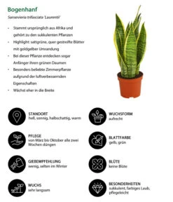 Bogenhanf - Sansevieria Trifasciata Var. Laurentii -Pflanzenbedarf Geschäft 8267973 WE IG 001 BogenhanfSansevieriaTriLaurentiiDehnerExpressHerzig
