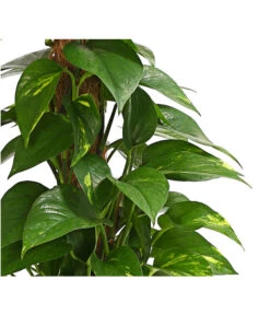 Efeutute - Epipremnum Aureum Am Moosstab -Pflanzenbedarf Geschäft 8272569 WE DE 001 EphipremnumMoostabT15DehnerExpressHerzig