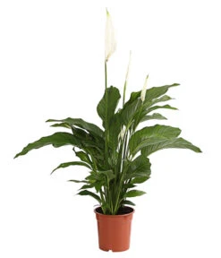 Air So Pure® Einblatt - Spathipyllum Wallisii 'Lauretta'