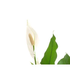 Einblatt - Spathiphyllum Wallisii 'Sebastian' -Pflanzenbedarf Geschäft 8276057 PR DE 001 EinblattSpathiphyllumWallisiiT24DehnerExpressHerzig