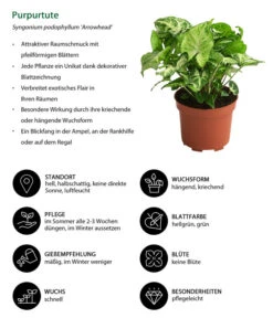 Purpurtute - Syngonium Podophyllum 'Arrowhead' -Pflanzenbedarf Geschäft 8278038 WE IG 001 Purpurtute