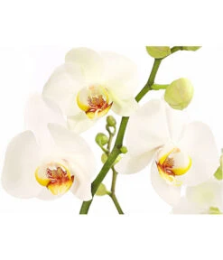 Schmetterlingsorchidee - Phalaenopsis Cultivars, Verschiedene Sorten -Pflanzenbedarf Geschäft 8280919 PR DE 001 Phalaenopsis4TrieberMixT12DehnerExpressHerzig