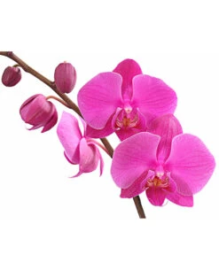 Schmetterlingsorchidee - Phalaenopsis Cultivars, Verschiedene Sorten -Pflanzenbedarf Geschäft 8280919 PR DE 003 Phalaenopsis4TrieberMixT12DehnerExpressHerzig