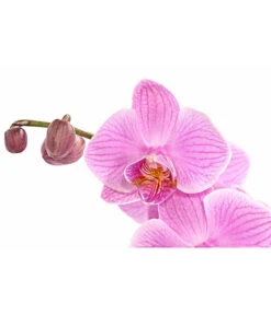 Schmetterlingsorchidee - Phalaenopsis Cultivars, Verschiedene Sorten -Pflanzenbedarf Geschäft 8280919 PR DE 004 Phalaenopsis4TrieberMixT12DehnerExpressHerzig