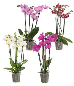 Schmetterlingsorchidee - Phalaenopsis Cultivars, Verschiedene Sorten
