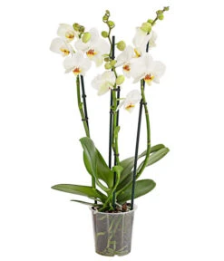 Schmetterlingsorchidee - Phalaenopsis Cultivars, Verschiedene Sorten -Pflanzenbedarf Geschäft 8280919 PR FS 001 Phalaenopsis4TrieberMixT12DehnerExpressHerzig