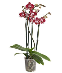 Schmetterlingsorchidee - Phalaenopsis Cultivars, Verschiedene Sorten -Pflanzenbedarf Geschäft 8280919 PR FS 002 Phalaenopsis4TrieberMixT12DehnerExpressHerzig