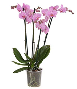 Schmetterlingsorchidee - Phalaenopsis Cultivars, Verschiedene Sorten -Pflanzenbedarf Geschäft 8280919 PR FS 004 Phalaenopsis4TrieberMixT12DehnerExpressHerzig
