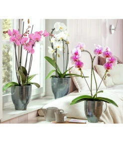 Schmetterlingsorchidee - Phalaenopsis Cultivars, Verschiedene Sorten -Pflanzenbedarf Geschäft 8280919 PR MO 001 OrchideeHeart 8280505 Phalaenopsis 8280513 Phalaenopsis Crossing 2Trieber HungerundSimmeth