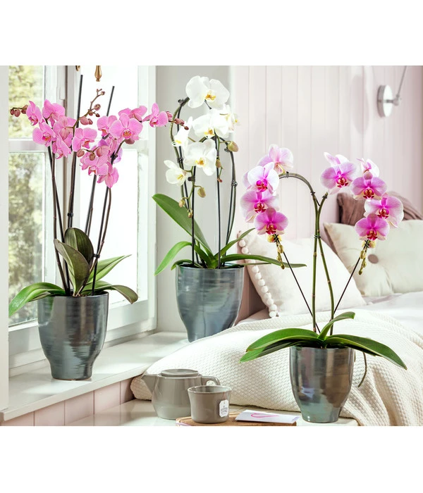 Schmetterlingsorchidee - Phalaenopsis Cultivars, Verschiedene Sorten – Bild 10