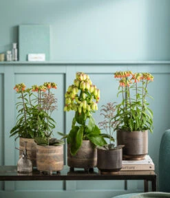 Kalanchoe - Kalanchoe Humilis 'Desert Surprise' 8 Kalanchoe - Kalanchoe Humilis 'Desert Surprise' -Pflanzenbedarf Geschäft 8292807 WE MO 001 KalanchoeMagicBellsT14 TOK Kalanchoe GC11 2022