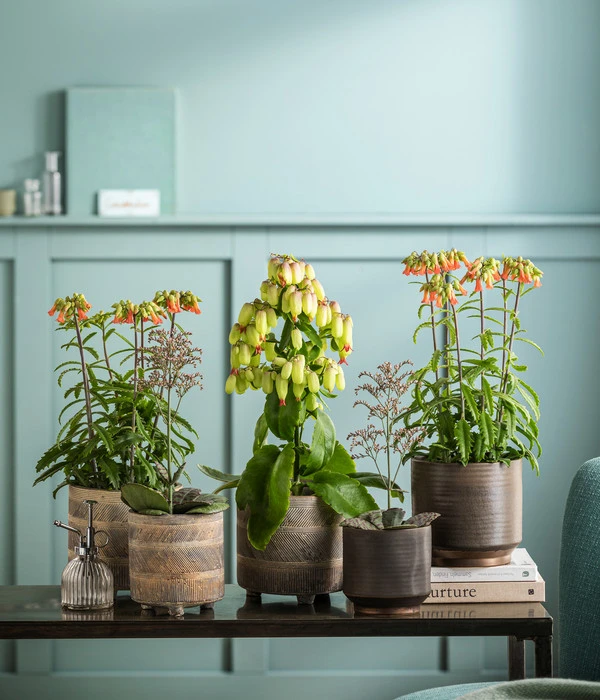 Kalanchoe - Kalanchoe Humilis 'Desert Surprise' 5 Kalanchoe - Kalanchoe Humilis 'Desert Surprise' – Bild 3