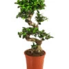 Chinesische Feige - Ficus Microcarpa 'Ginseng' -Pflanzenbedarf Geschäft 8294274 PR FS 001 FicusGinsengT22