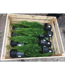 31 Meter Lebensbaum 'Smaragd', 125 X Ca. 40-60 Cm -Pflanzenbedarf Geschäft 8295149 WE FS 001 ThujaPalette3Liter