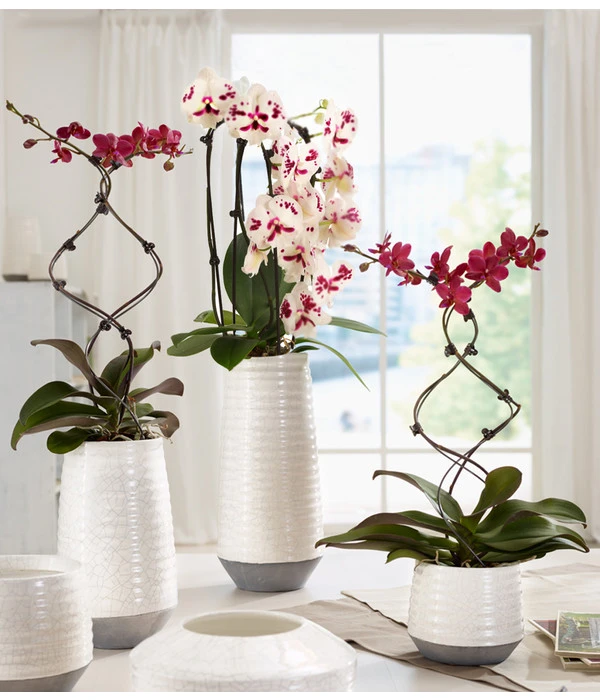 Schmetterlingsorchidee - Phalaenopsis Cultivars 'Big Lip', Kaskade 5 Schmetterlingsorchidee - Phalaenopsis Cultivars 'Big Lip', Kaskade – Bild 3