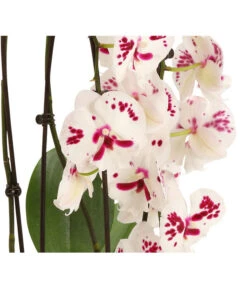Schmetterlingsorchidee - Phalaenopsis Cultivars 'Big Lip', Kaskade 8 Schmetterlingsorchidee - Phalaenopsis Cultivars 'Big Lip', Kaskade -Pflanzenbedarf Geschäft 8299885 WE DE 001 SchmetterlingsorchideePhalaenopsisCascadeBigLip8297830