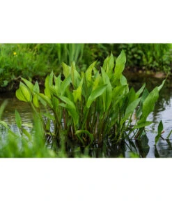 Gemeiner Froschlöffel