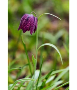 Schachbrettblume - Kibitzei -Pflanzenbedarf Geschäft 8311722 WE MO 001 FritillariaMeleagrisSchachbrettblumeLucknerMai2015