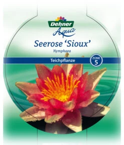 Dehner Seerose 'Sioux' -Pflanzenbedarf Geschäft 8315947 Seerose Sioux Etikett 1 NEU