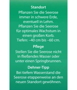 Dehner Seerose 'Sioux' -Pflanzenbedarf Geschäft 8315947 Seerose Sioux Etikett 2