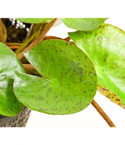 Dehner Seerose 'Sioux' -Pflanzenbedarf Geschäft 8315947 WE DE 001 SeeroseOrangeGestielteBluetenNymphaeaHybrideT14DehnerExpressHerzig